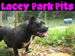 Lacey Park Pits Jackie Brown