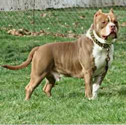 JCBS/MSB's FEELIN LUCKY TRIME KENO