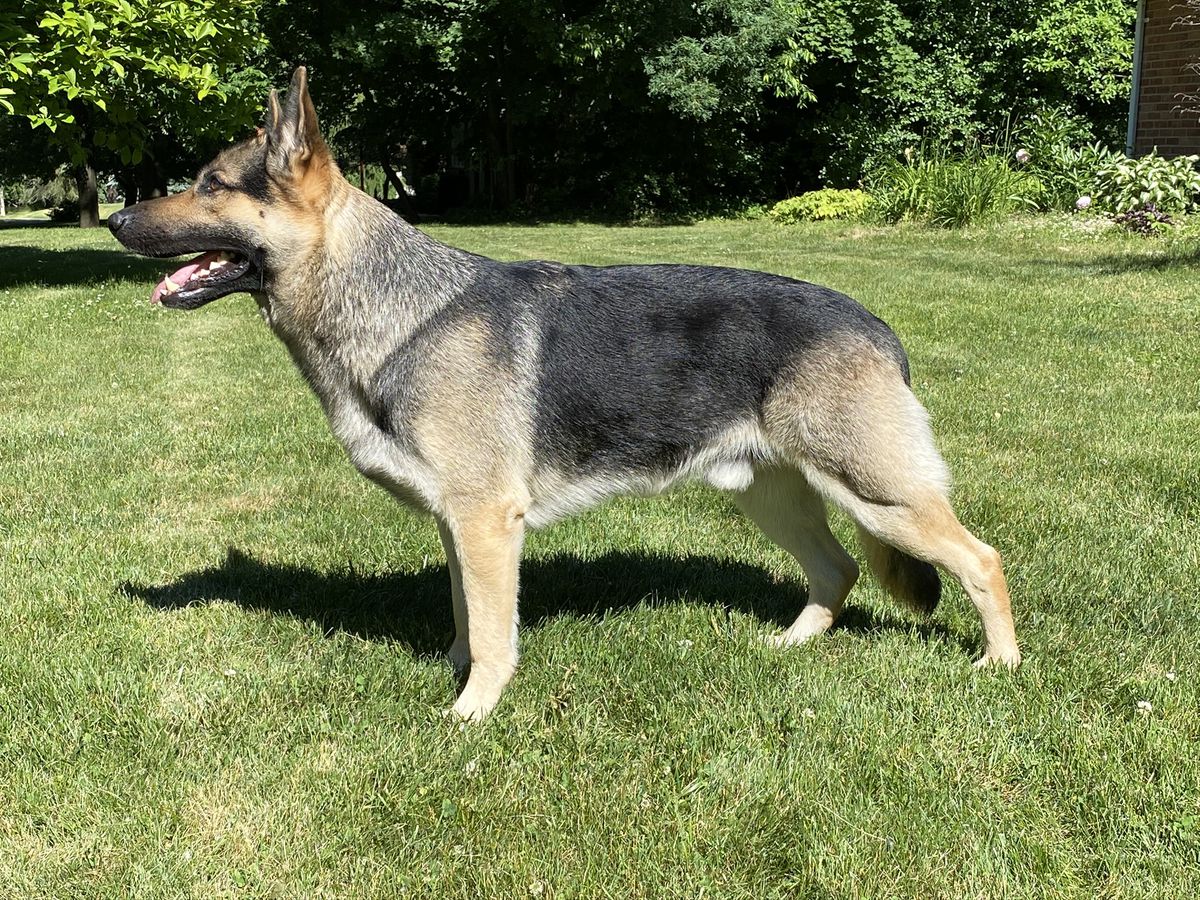 Apollo vom Silbersand