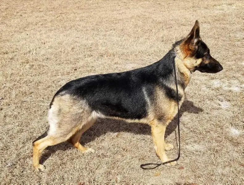 Stormborn Shield Maiden von Suden