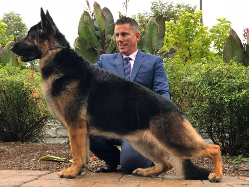 Multiple Group Winning GCHB Class Act's Shot Through The Heart Windfall-Hillside