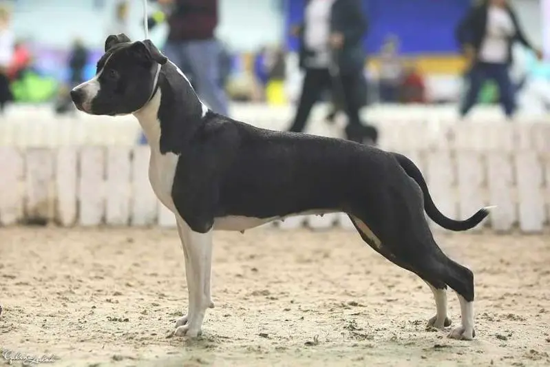 FUROR NON-STOP O'VIVA NOVA