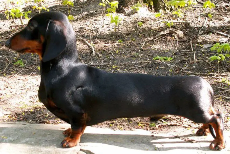 MAKOV TSVET IZ OMSKOI KREPOSTI