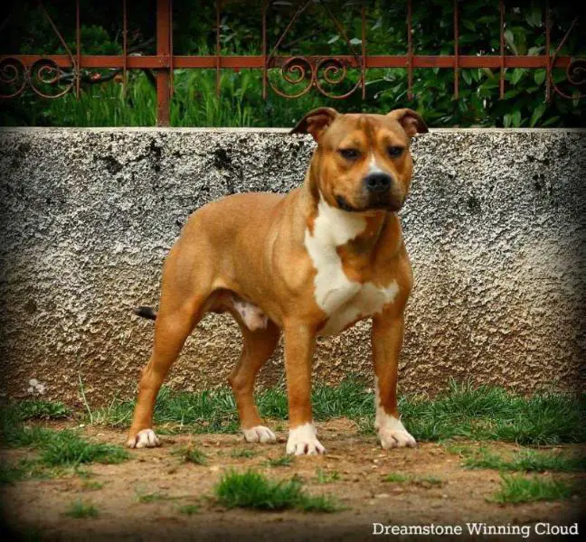 Dreamstone Winning Cloud