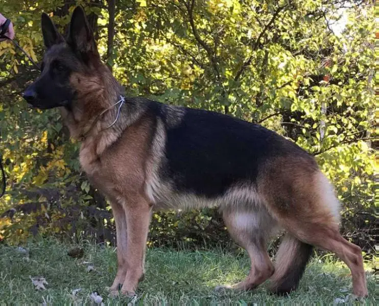 SG1 UCH INTCH NATCH Isabella Lenya Von Warin