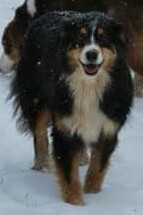 Dabbs Creek Ziva Babee