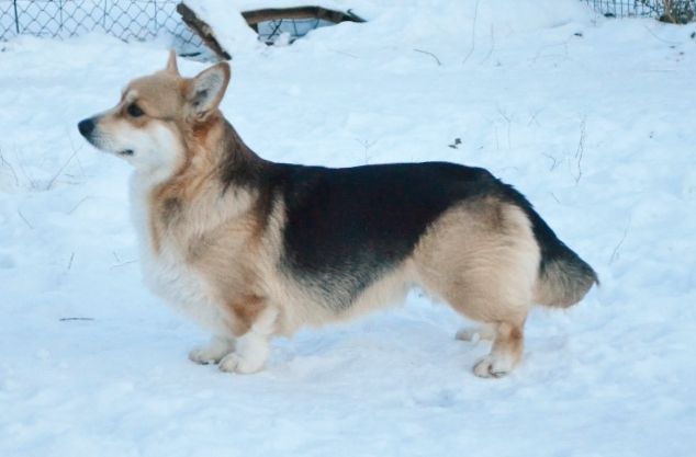 Kara Archa Barbariska