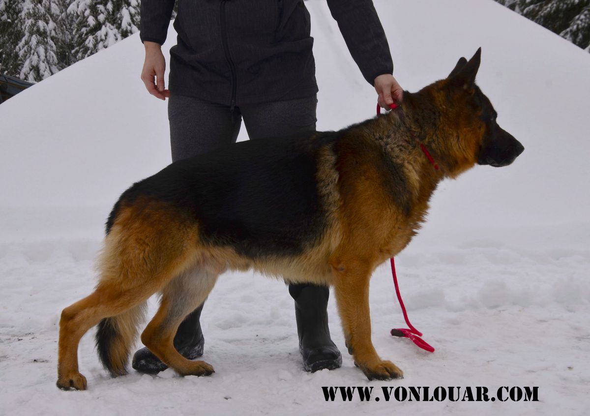 A Disney's Tale Von Lousar