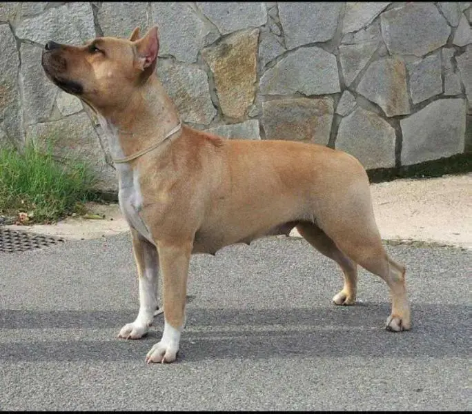 American VID don't worry be happy