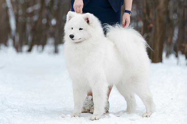 Rundogs Valkiriya