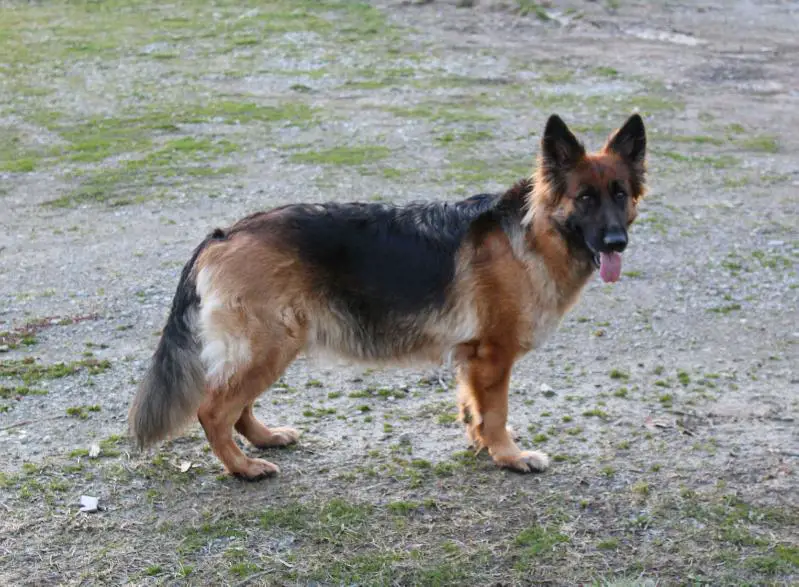 Anytime Farms' Moose