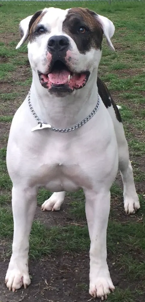 2018 NKC DOG OF THE YEAR, 2018 NKC NATIONALS BEST IN SHOW,CH B&M's Missy of Laura