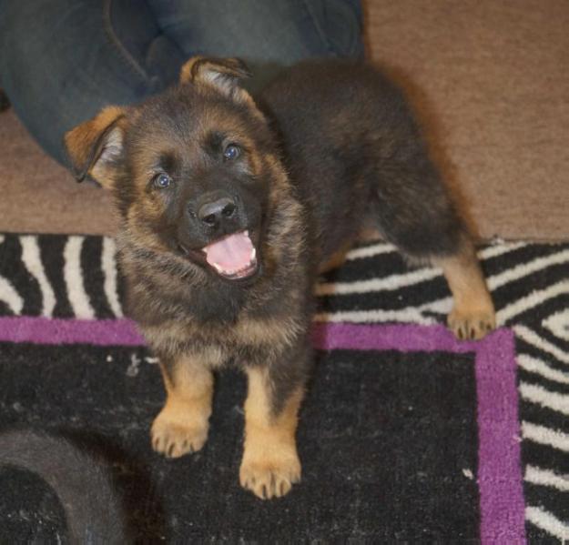 Maverick vom Eisenherz