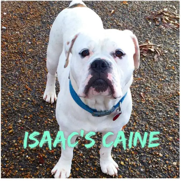 Isaac's Caine of Movie Star Bulldogs