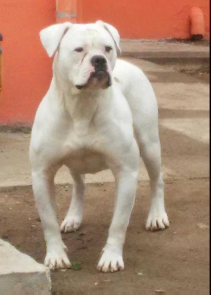 Cafulli's Monchery of Chiaradia