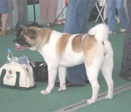 Domino Iz Otchego Doma