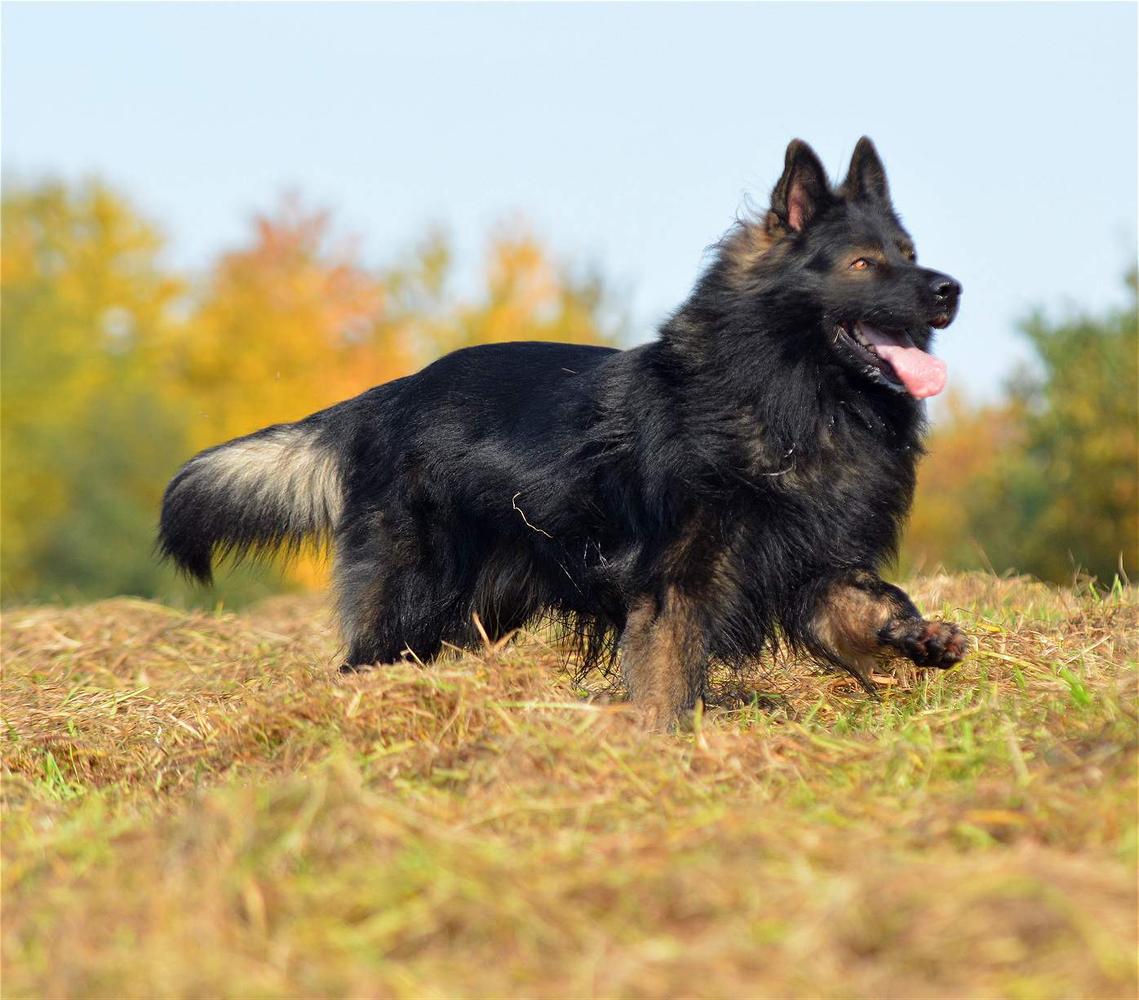 K'Jango Grizzly Bär vom schwarzen Panther