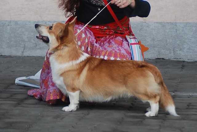 Pl Jun Ch, Pl Ch Vellico's SUPER TROUPER