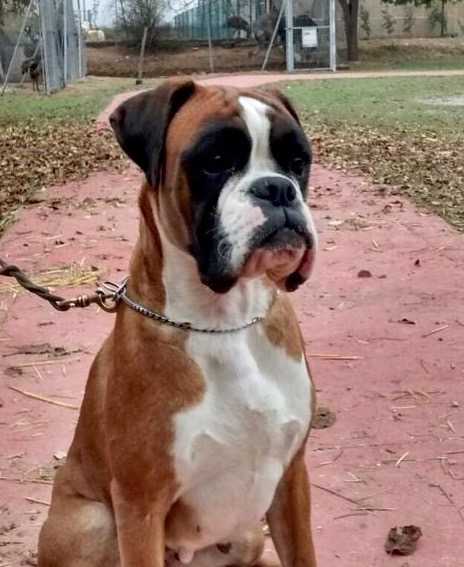 Xira de Castell Pages