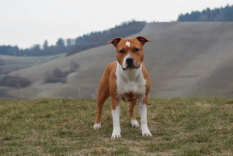 JCh. VDH&GBF, German CH. VDH&DCBT, CW GBF, Swiss Show CH. Angie's Copperpenny