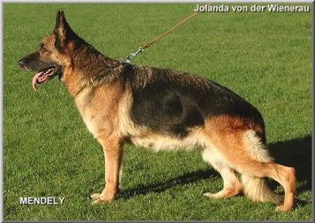Jolanda von der Wienerau