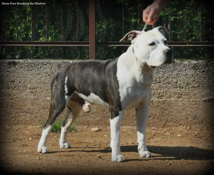 Stone Free Breaking the Shadow