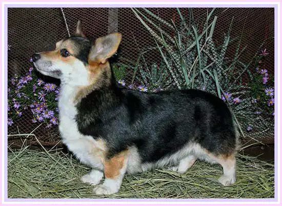 JCh Rus, Ch RUS Malahit Nadezhdy Avanturistka