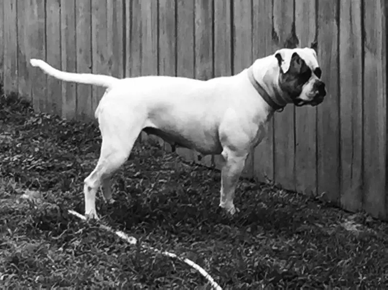 BBK's Thunder and Lightning