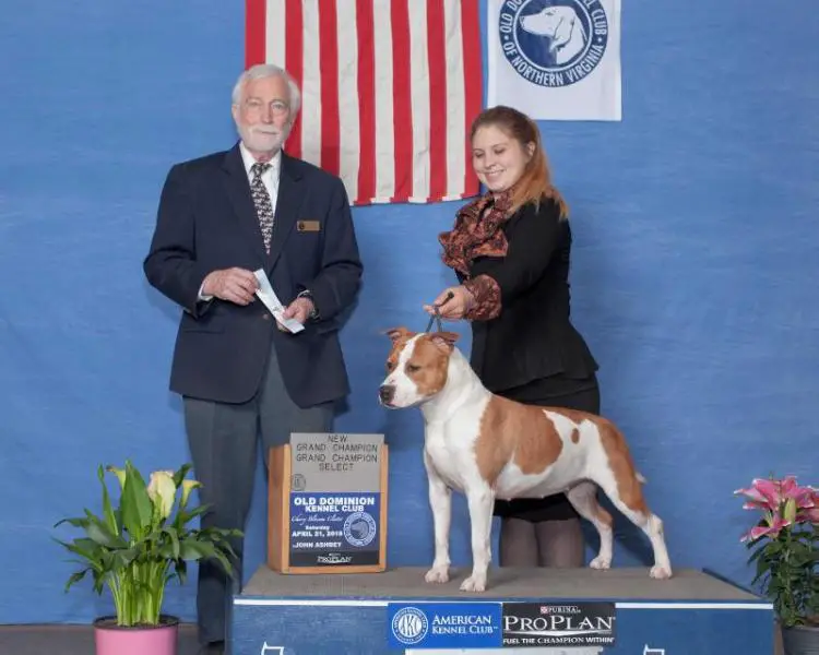 AKC GCH CH multi CH INT CH Alpensieger Top Dog RSM '19 Cotton Candy Jell-O Shot of Happy Rascals