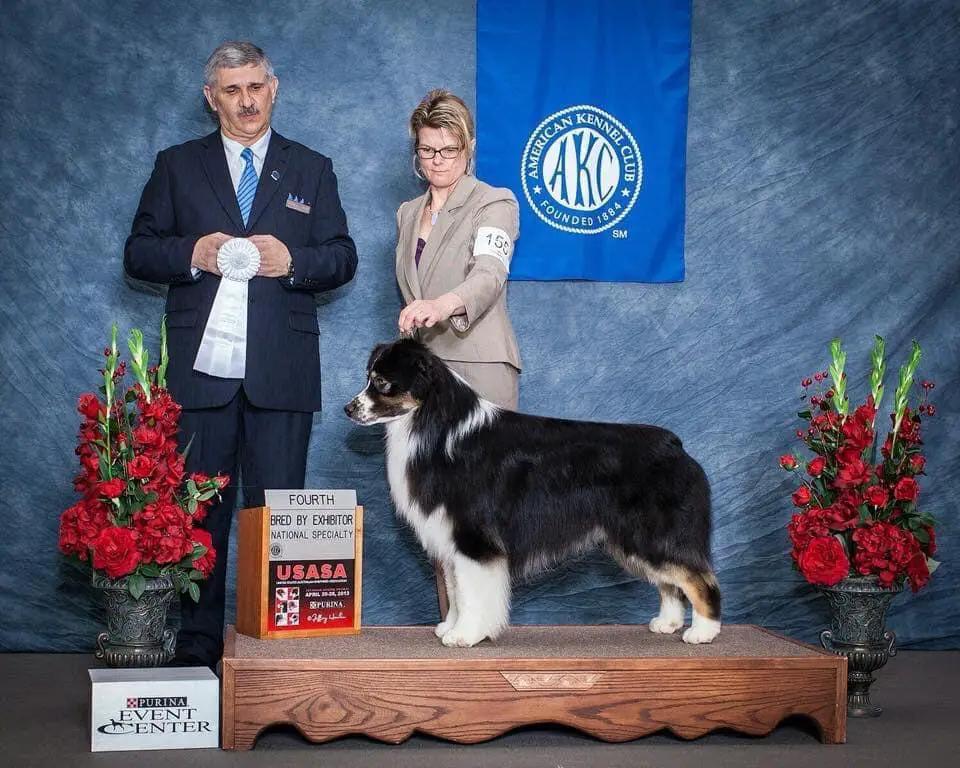 HOF AKC/ASCA CH Stormridge's Bag Of Chips