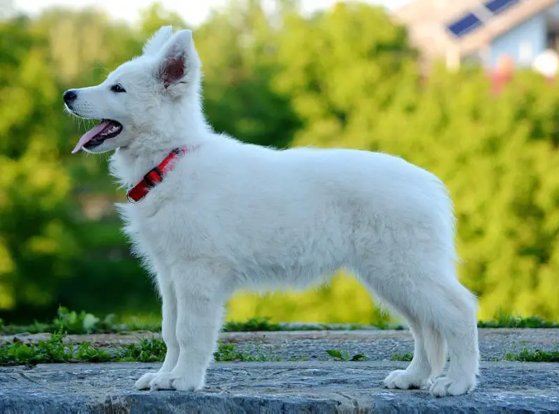 Rosie od bijelih anđela