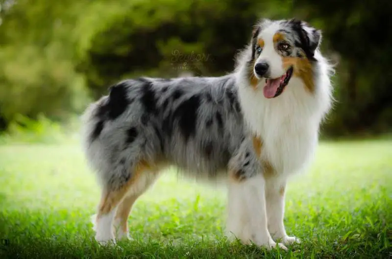 Skyborne's Soren in the Sky