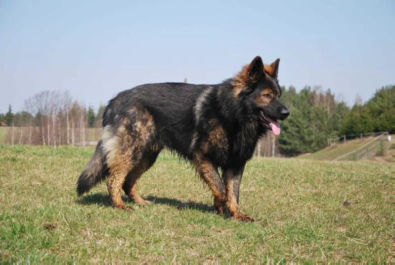 Ajbo z Bramogrodu