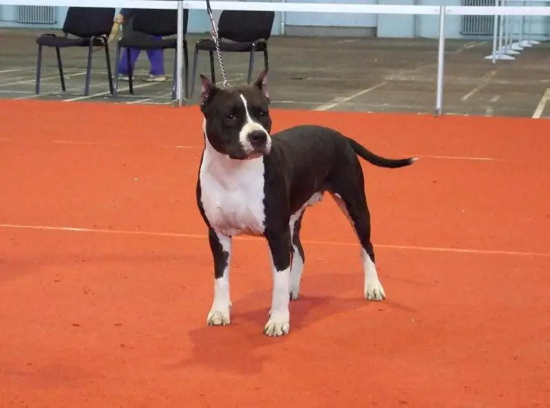 Domino Lady of Eagle Blend