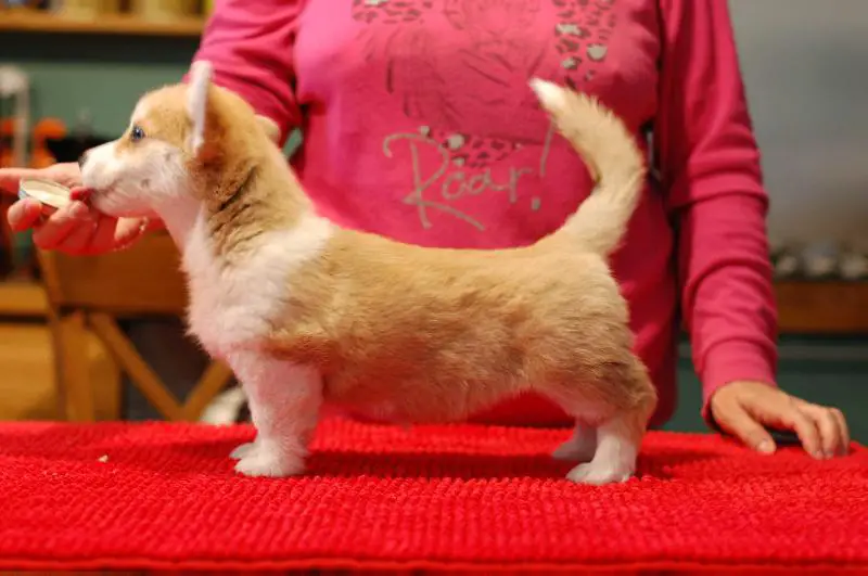 PROOF CIVITAS TERGESTI