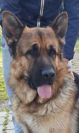 Keringtons von Haus Karnelio