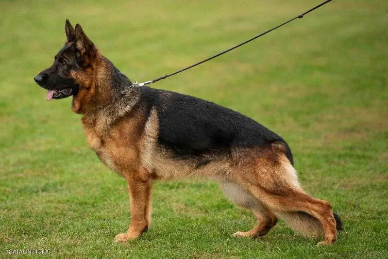 VA2 RO Odin von Bischof Metzger