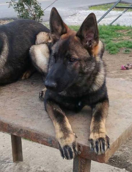 Windy Willow Acres Sampson Von Schone Stadt