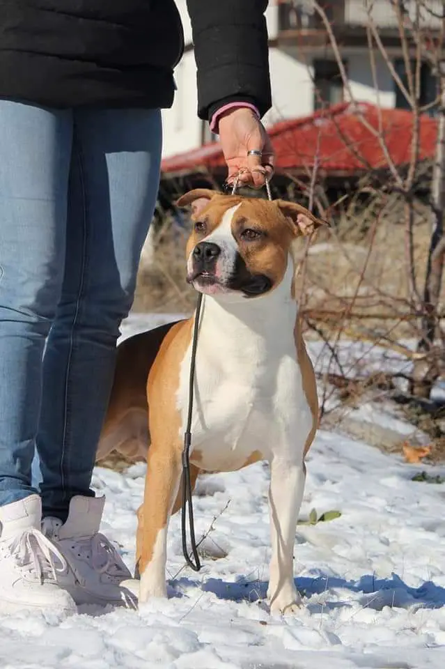 Nico from macho du temple de Gaia