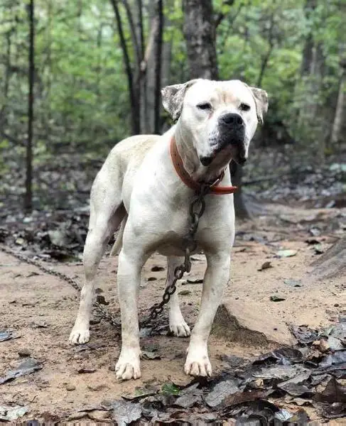 Jam Up Bulldogs' Brody