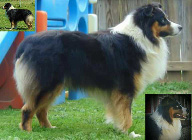 Rockin Blue Midnight Moon