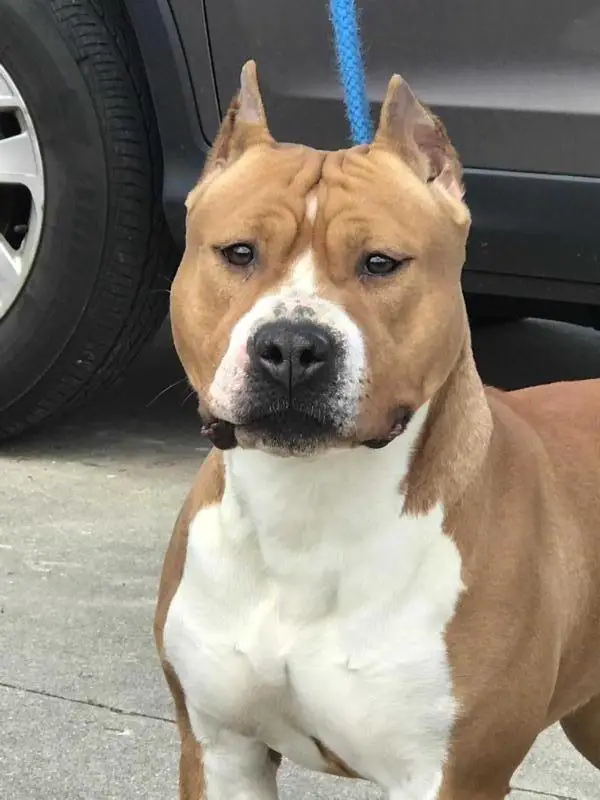 Bellastaff Jetset Girl of Michl R