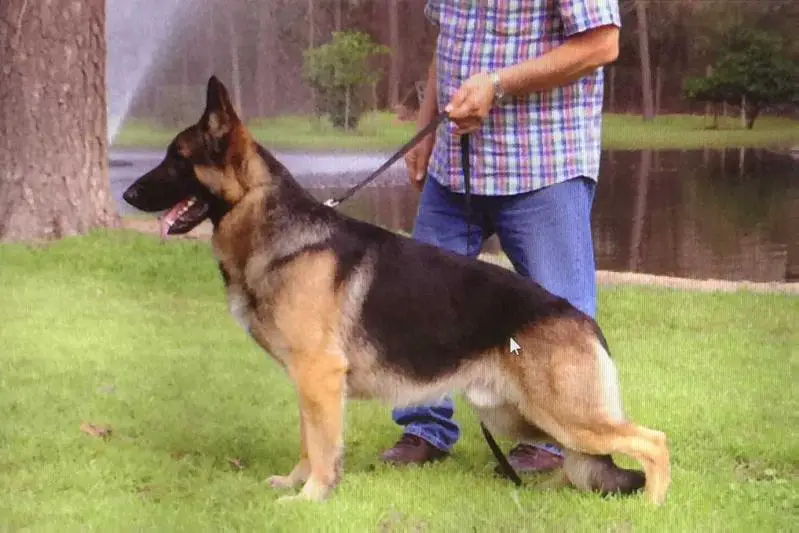 GCH CH Schustar's Cooper V Merci