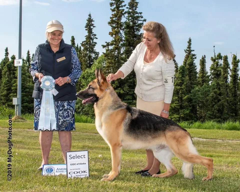 DAE CH Pleasant Hill's True North Winchester