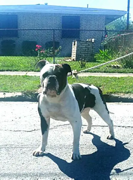 Ringo of Prime Example Bulldogs