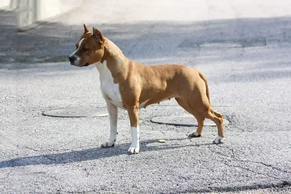 Besinus Bibis Flying Broom