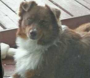 Timberline Phoenix Little Bear