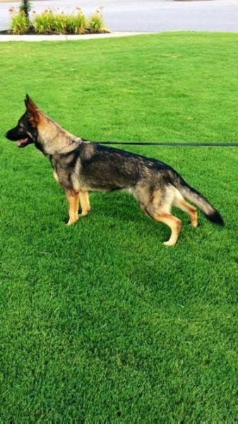 V Keela NK9 vom Norrishaus