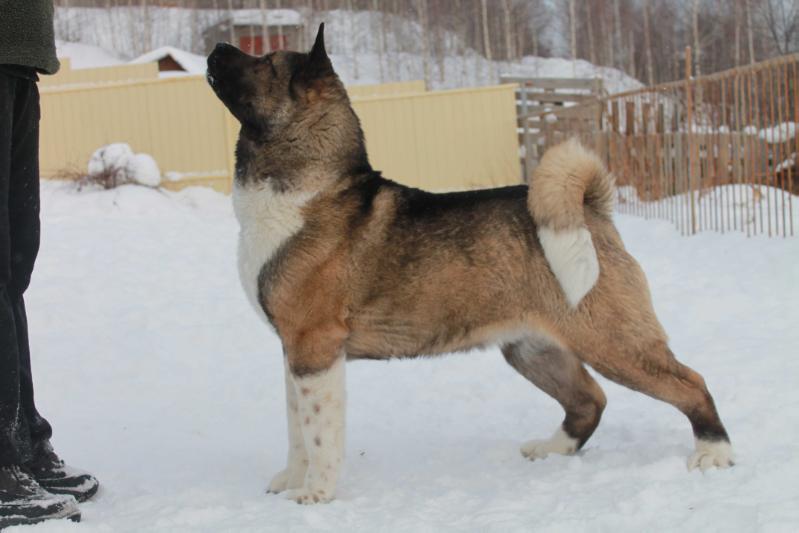 RUS/RKF CH, RUS JCH Beautiful Angel Iz Goroda Sveta