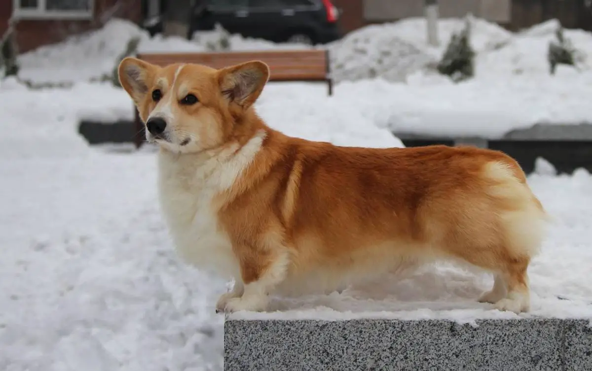 JCH Laif Spring Felix